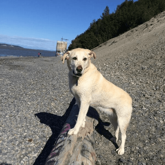 Yellow Lab Master Taster, Dallas posed for the camera.