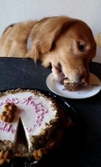 Golden Retriever eats a slice of pumpkin chicken cake