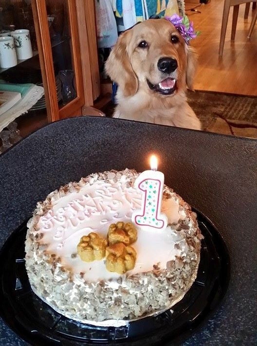 birthday cake with pumpkin & chicken