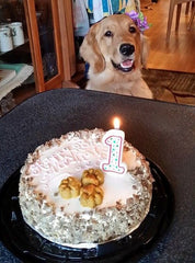 birthday cake with pumpkin & chicken