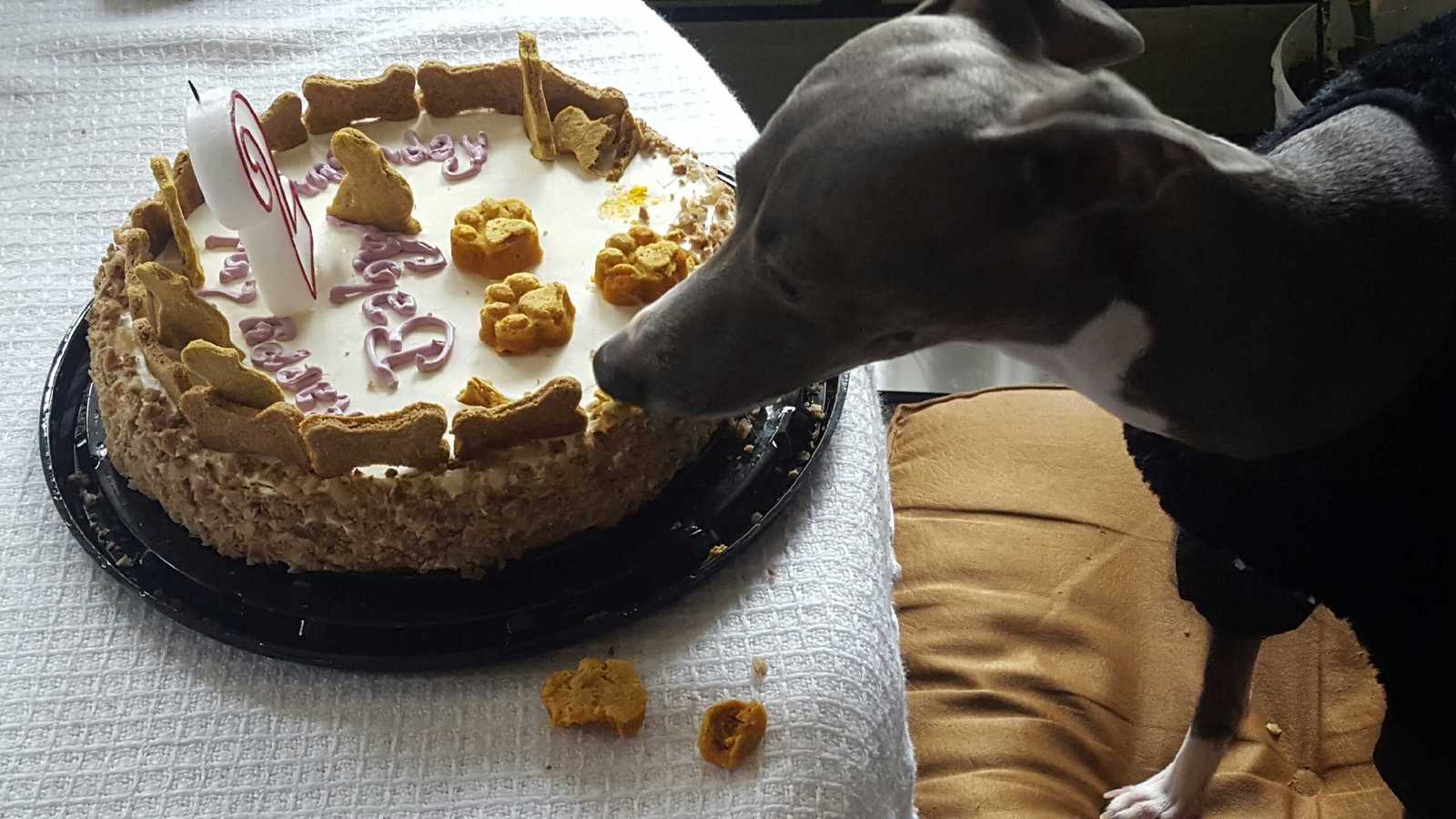 dog birthday cake