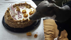dog birthday cake