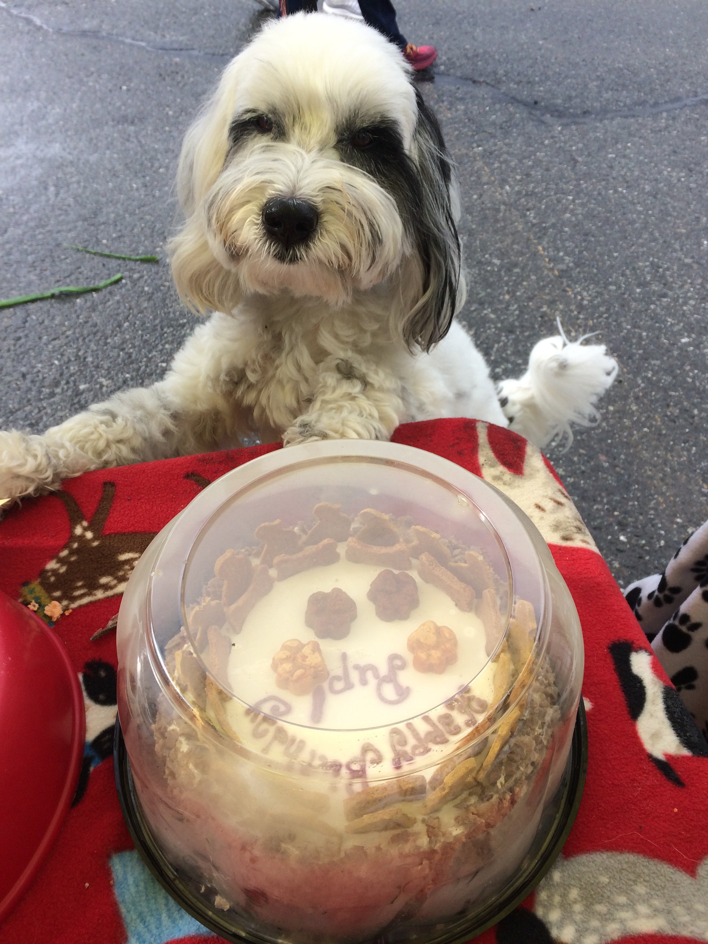Dog Clark picked up his bday cake at the market.