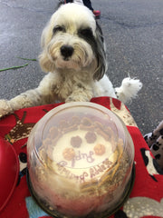 Dog Clark picked up his bday cake at the market.
