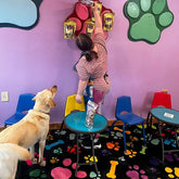 Drool Central: A Mum & Pup Barkery LLC