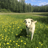 Drool Central: A Mum & Pup Barkery LLC