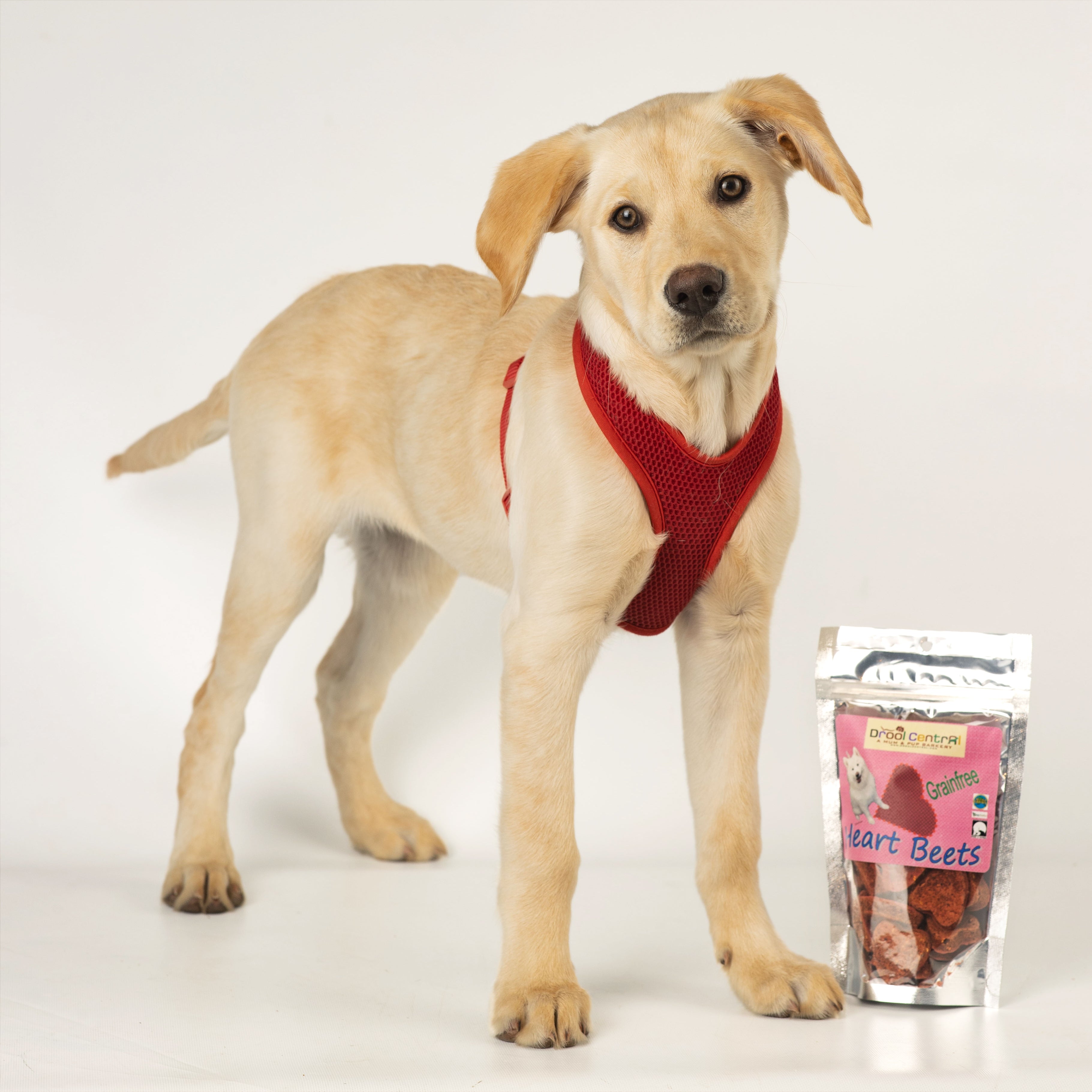 Puppy with dog treats made of red beets & pumpkin.