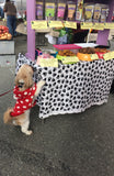 Pup checking out Drool Central's farmers market display