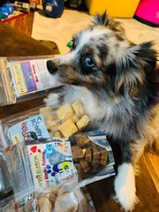 Kaya, a mini Australian Shepherd, loves Lot O'Fiske, a single ingrediet treat: Wild Alaska cod.