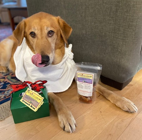 Retriever Mix, Loki, loves Cohohitos, salmon jerky.