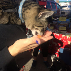 Simon tastes test and approves the Cat Pow.
